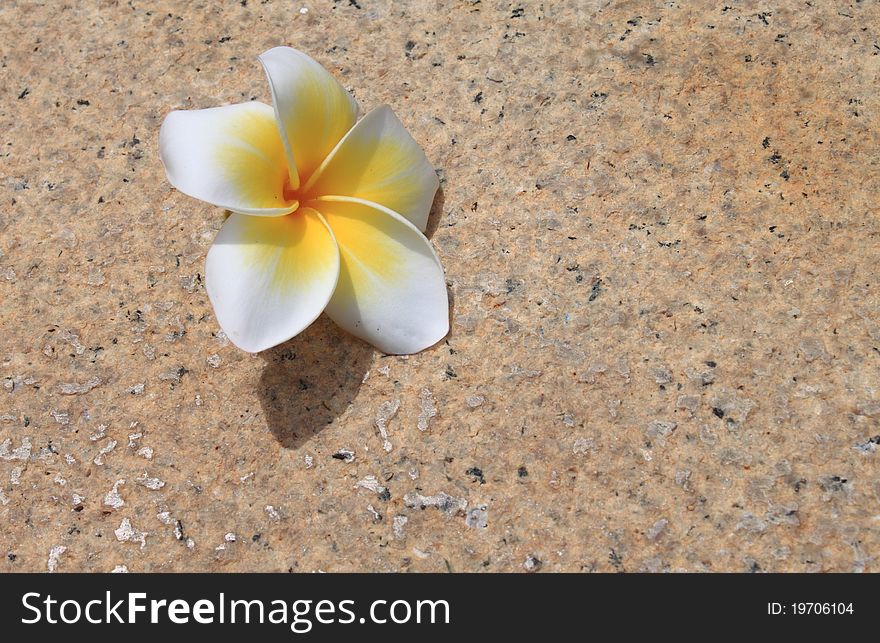 White plumeria flower on the ground