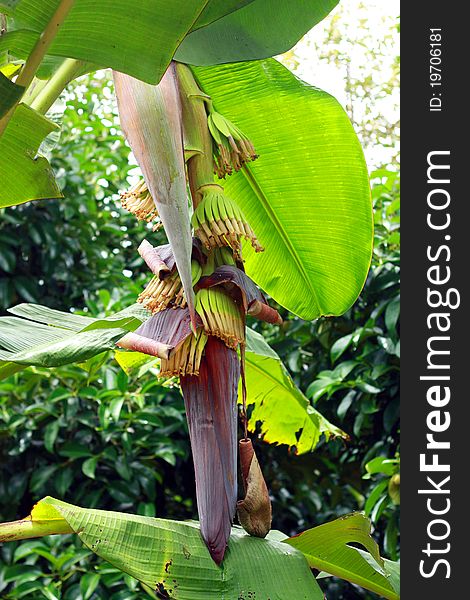 Banana blossom bouquet of flowers of the plant is edible.