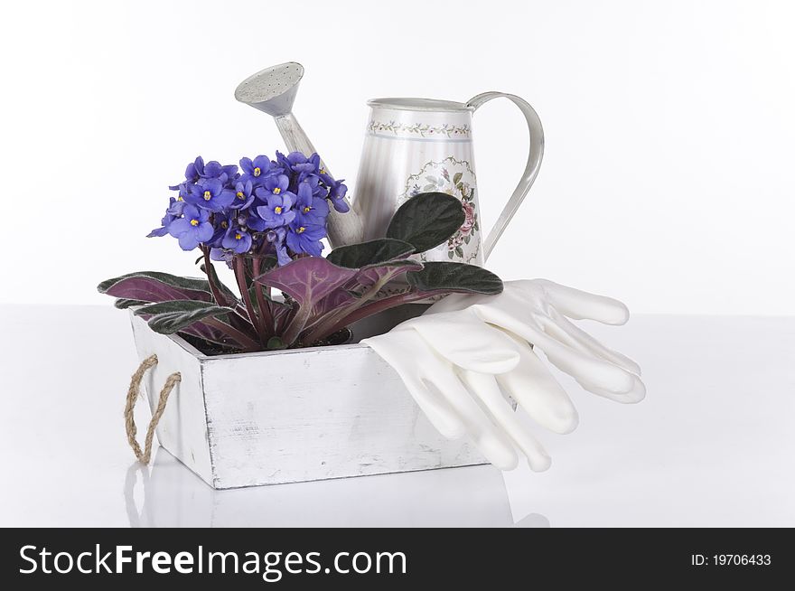 Concept still life with violet viola, gloves and green watering can over white