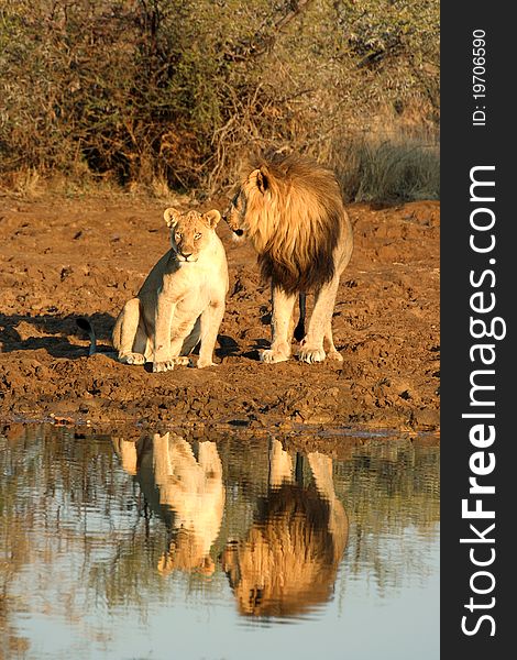 Lions sitting next to a dam with their reflections in the water. Lions sitting next to a dam with their reflections in the water