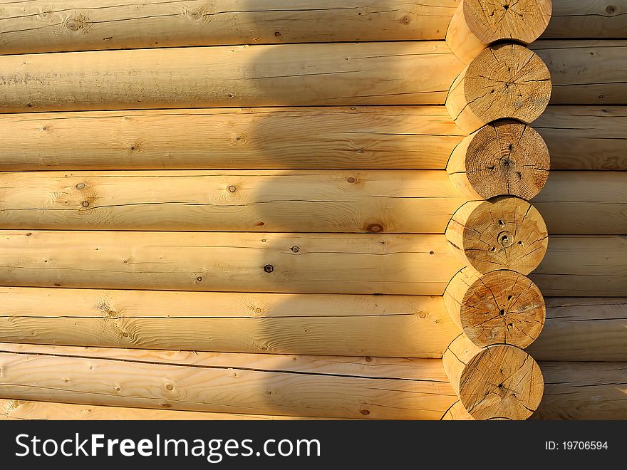 Wooden frame of a coniferous tree. Wooden frame of a coniferous tree