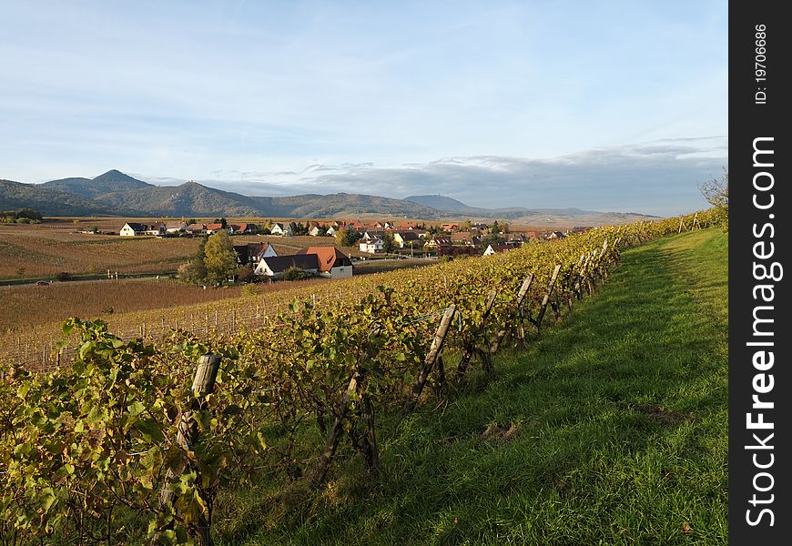 View of the Alsatian vineyards. View of the Alsatian vineyards.