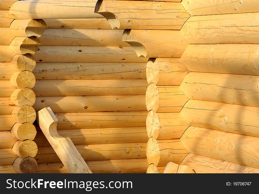 Wooden frame of a coniferous tree. Wooden frame of a coniferous tree
