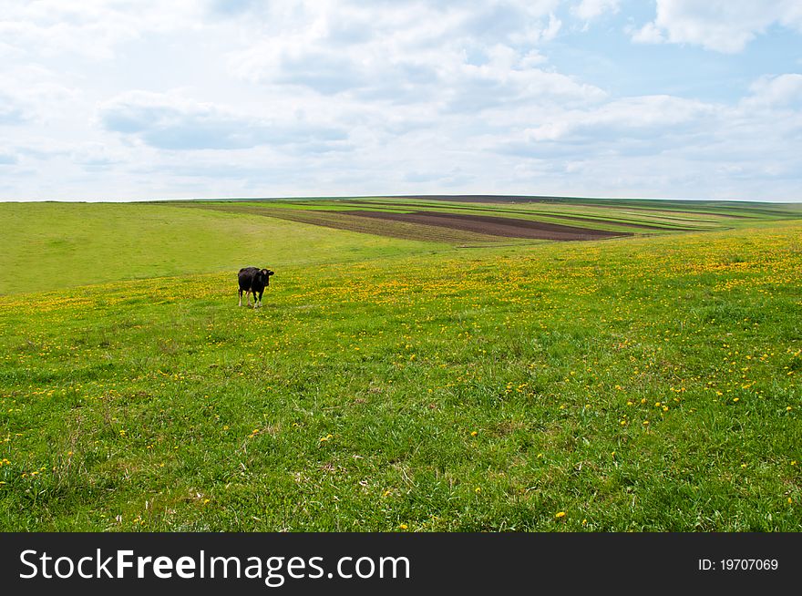 Black cow on green ukrainian fields and clear sky. Black cow on green ukrainian fields and clear sky