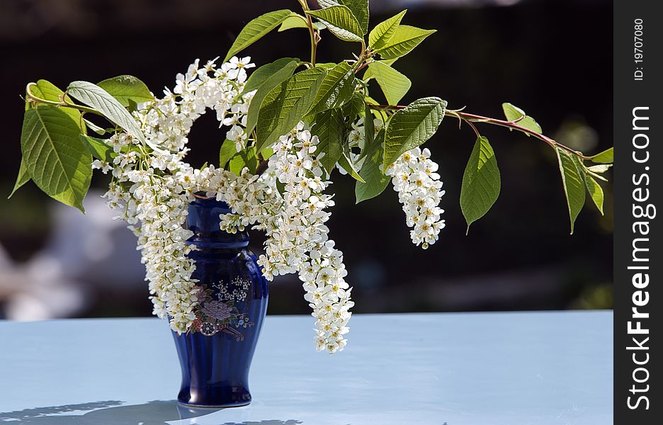 Small spring bouquet of a white bird cherry in a dark blue vase against a dark background