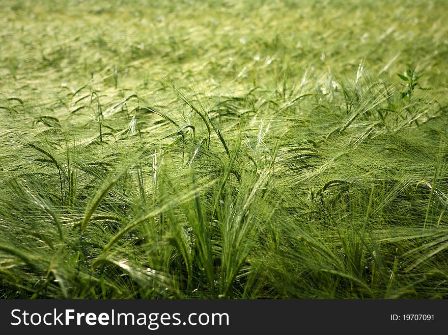 Green wheat field horizontal background. Green wheat field horizontal background