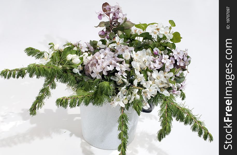 Bouquet from branches of a blossoming white-pink apple-tree and a larch in a white bucket on a white background. Bouquet from branches of a blossoming white-pink apple-tree and a larch in a white bucket on a white background