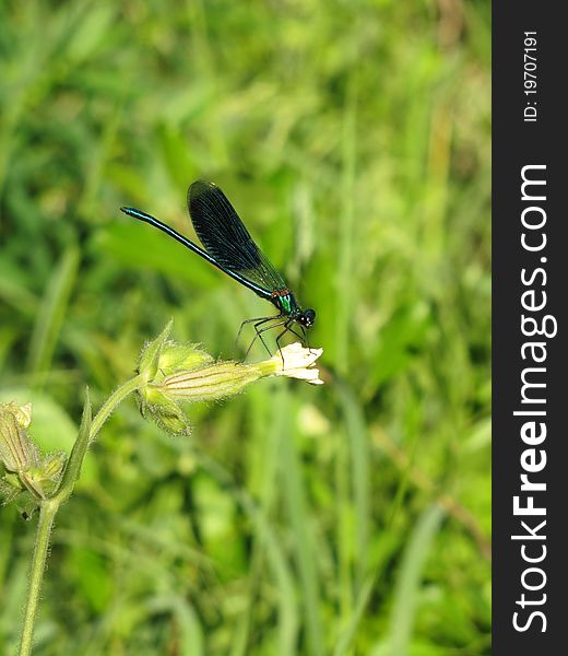 Blue dragonfly with my wings on a green background, sitting on a white flower