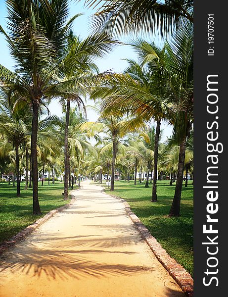 Beautiful tropical trail of palm trees in Goa, India. Beautiful tropical trail of palm trees in Goa, India.