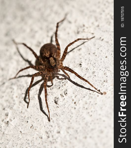 Macro shot of brown spider