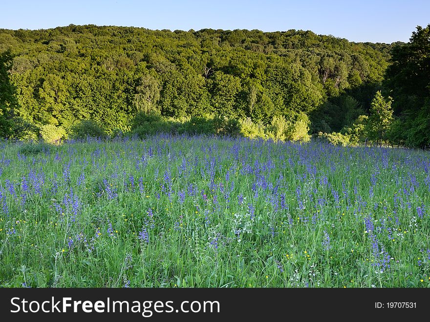 Landscape of meadow in summer