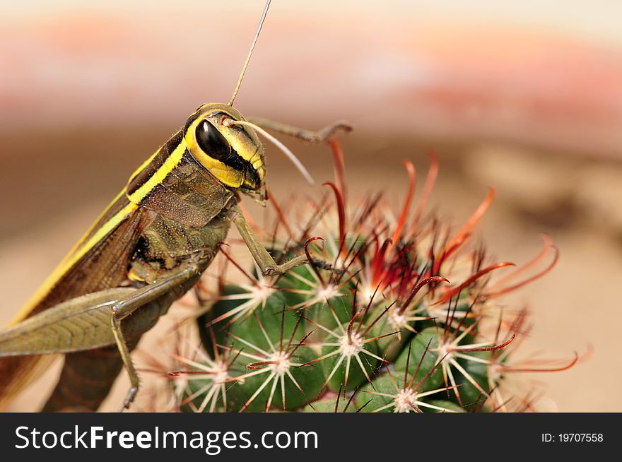 Yellow back grasshopper sitting on thorny cactus.