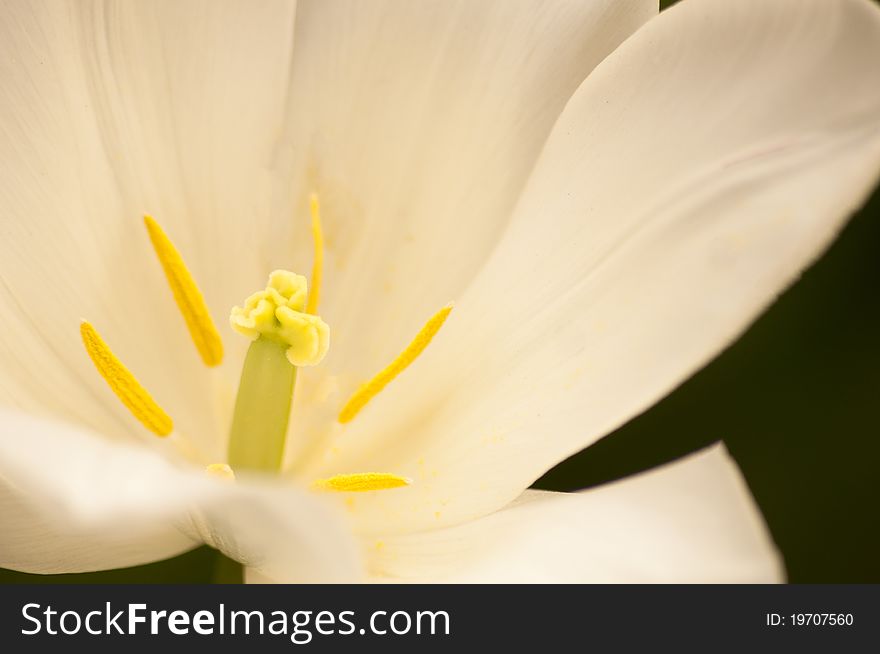 Inside a white flower in the spring sun