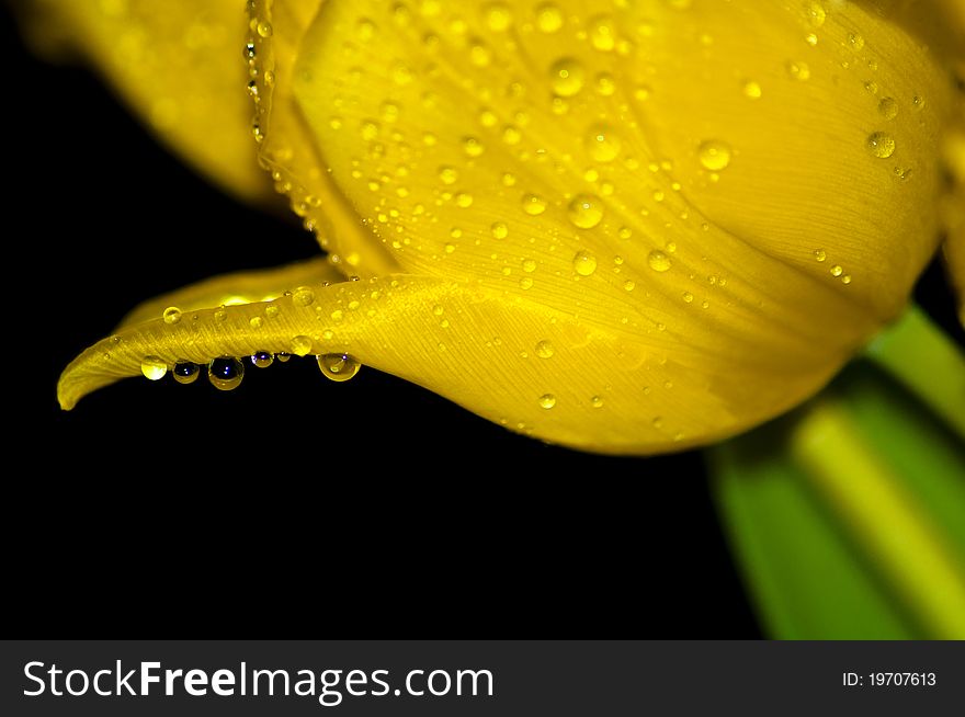 Tulip in the dark covered in water droplets. Tulip in the dark covered in water droplets