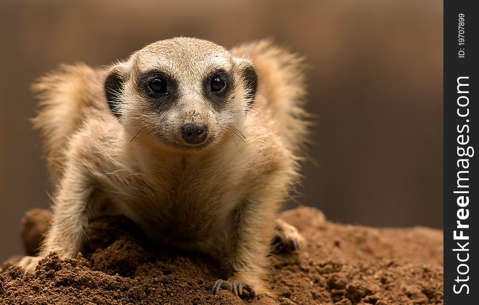 Super closeup of a Mongoose, also know as a meercat