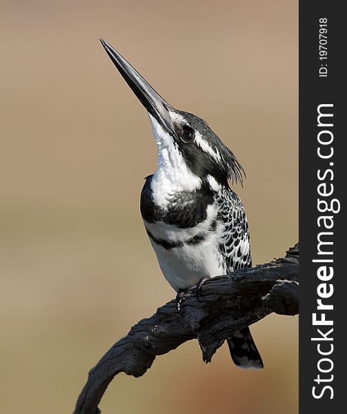 A Pied Kingfisher scanning for predators from above