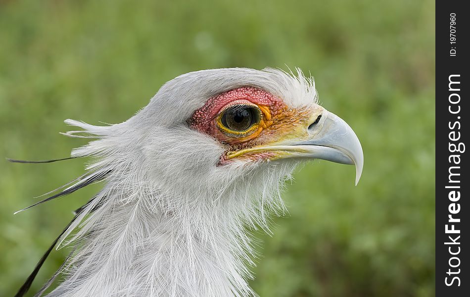 A very detailed close up of a Secretary bird