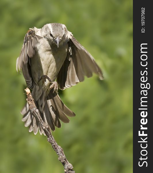 Very cool closeup of a Grey headed sparrow coming in for a landing