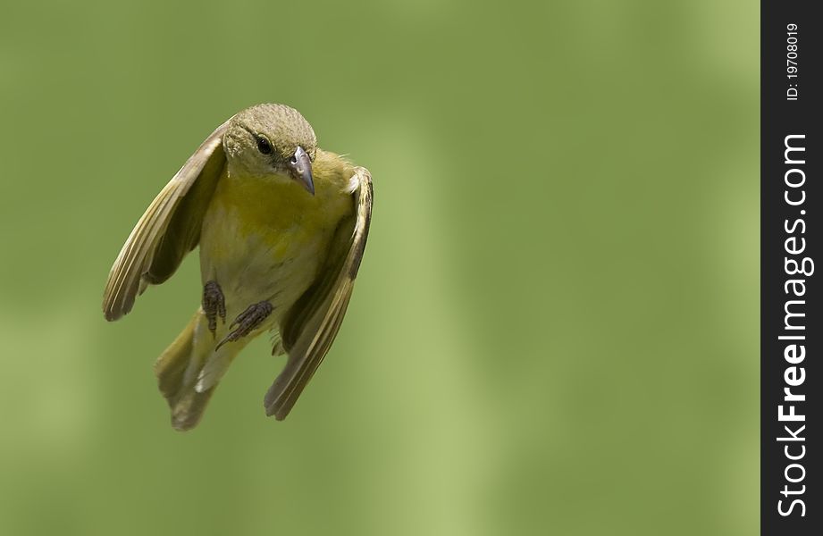 Souther masked weaver female in flight