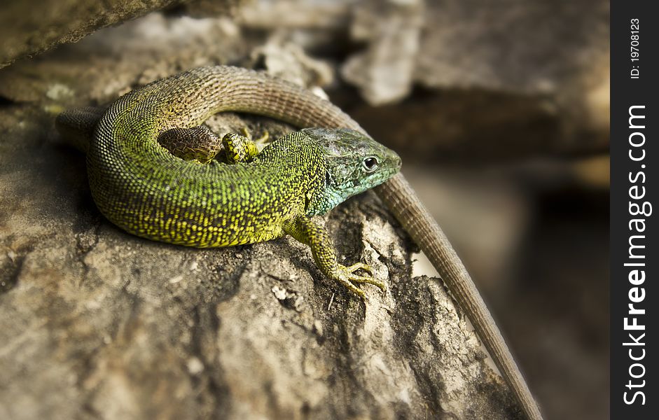 A snapshot of a green lizard sitting on a bark