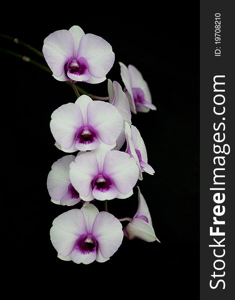 Orchid