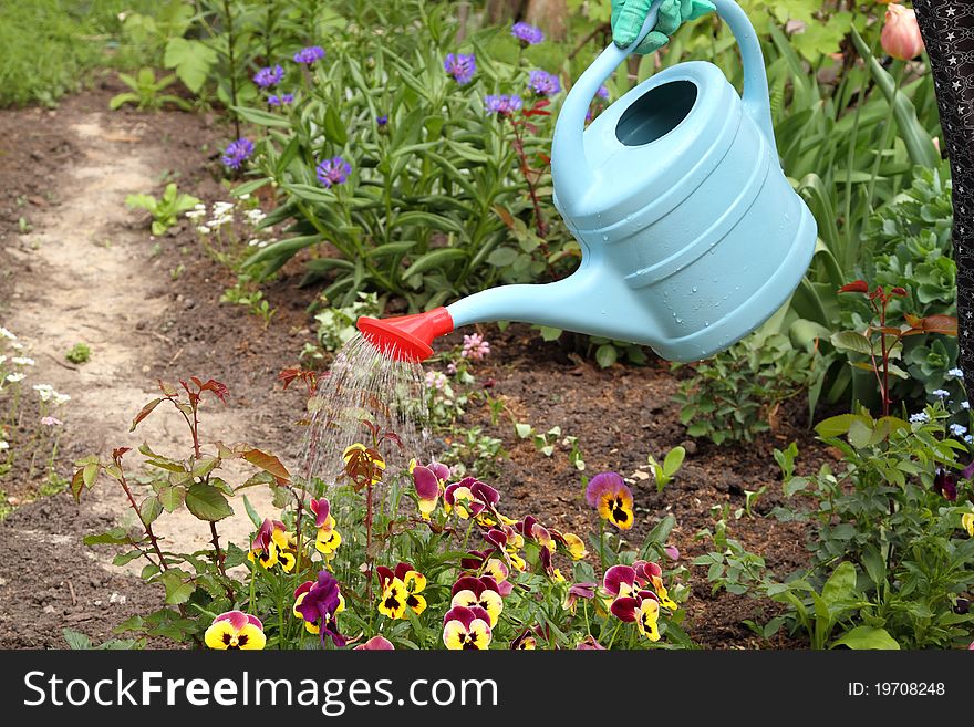 Watering flowers blue watering can with a red nozzle in spring day.