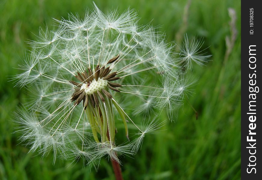Dandelion on a background of green grass. Dandelion on a background of green grass