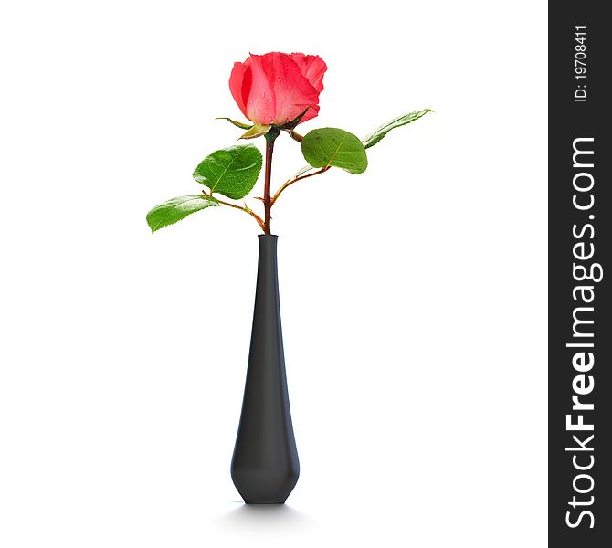 One rose into a black vase over a white background. One rose into a black vase over a white background