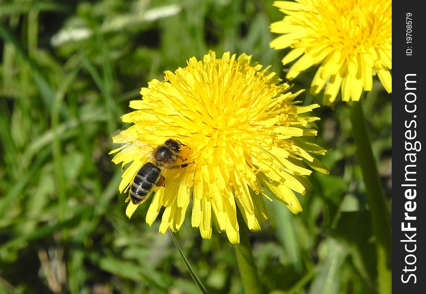 A bee on a flower is show in the picture. A bee on a flower is show in the picture.
