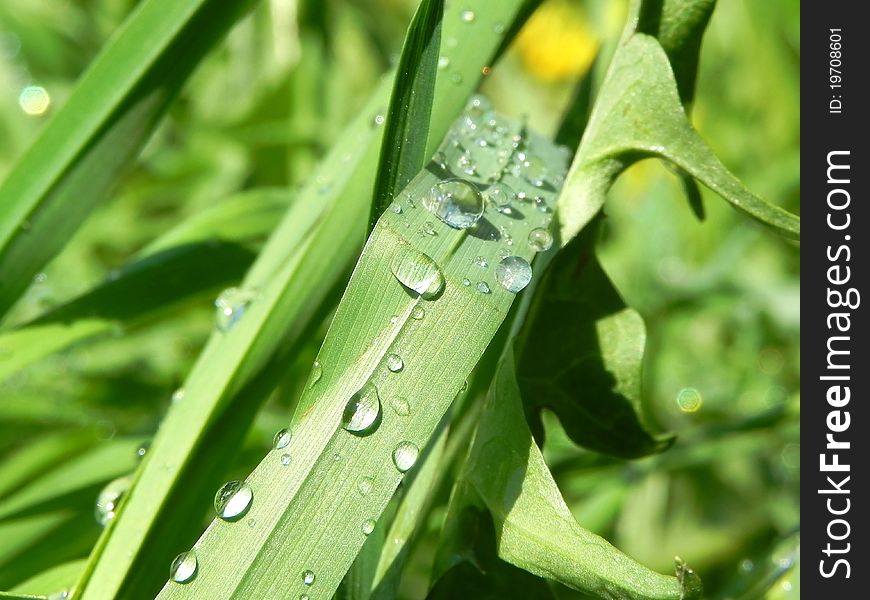 Dew drops on blades of grass are shown in the picture. Dew drops on blades of grass are shown in the picture.