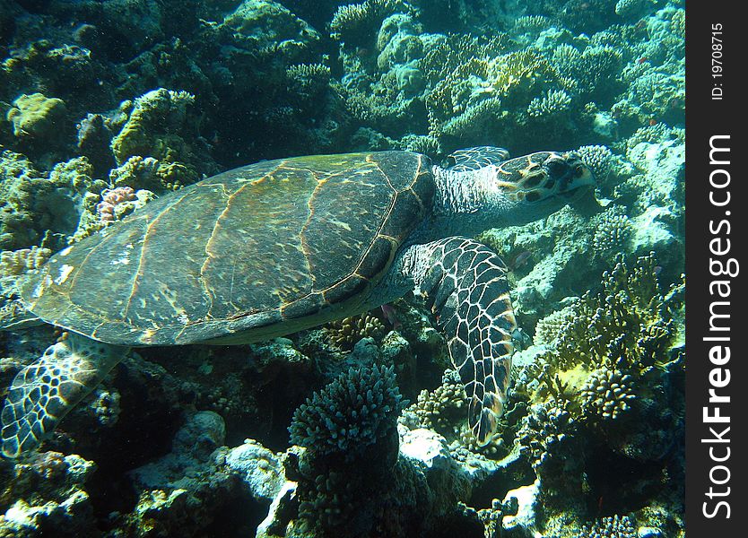 A Hawksbill turtle swimming past a coral reef in the Red sea