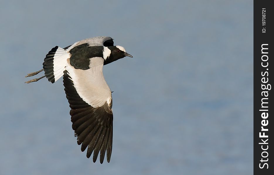 Blacksmith lapwing in flight against lovely blue background