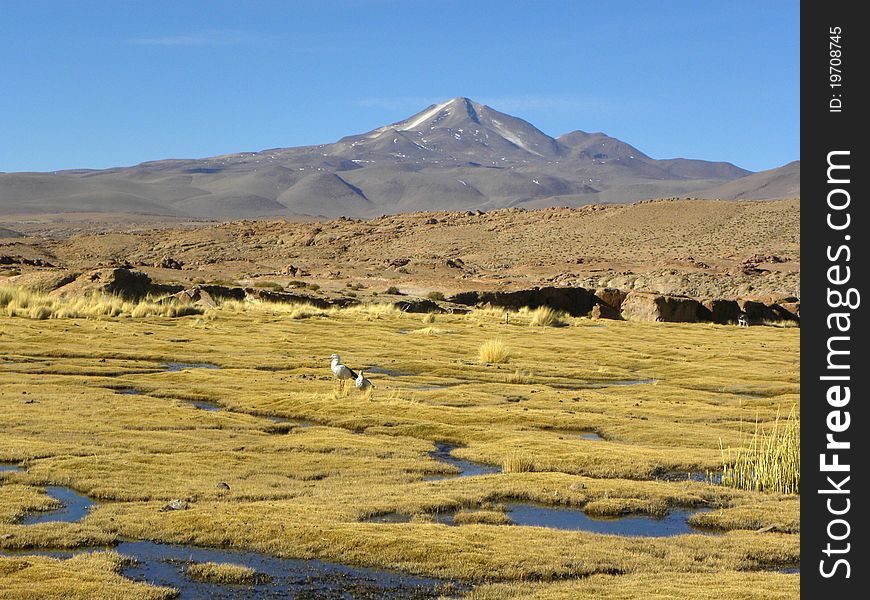 Uturunku volcano, Altiplano, Bolivia.