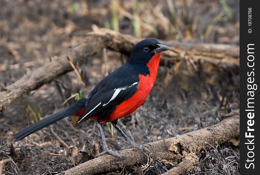 Crimson breasted shrike, lovely colours