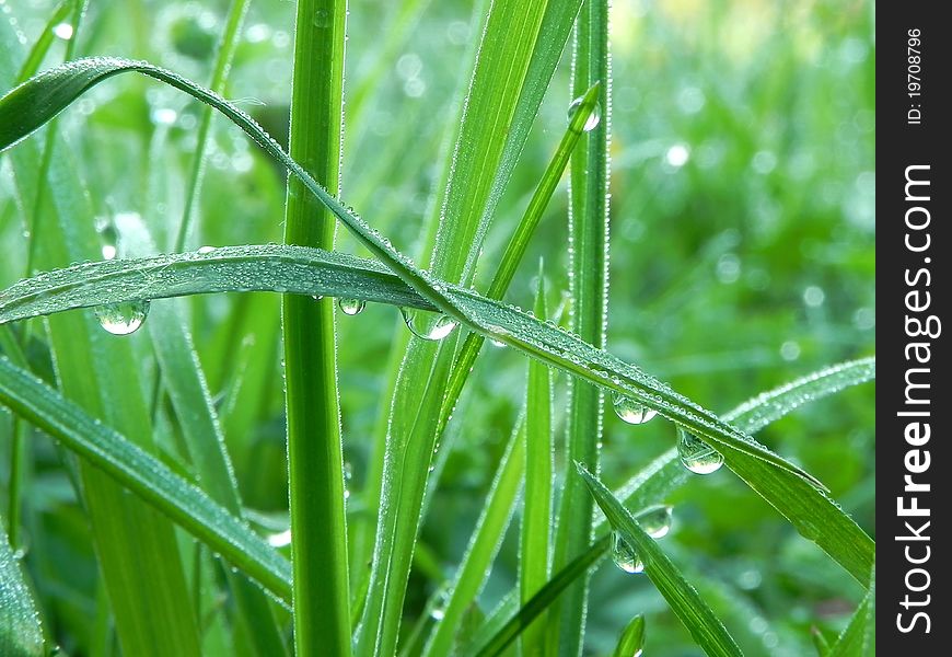 Dew drops on blades of grass are shown in the picture. Dew drops on blades of grass are shown in the picture.