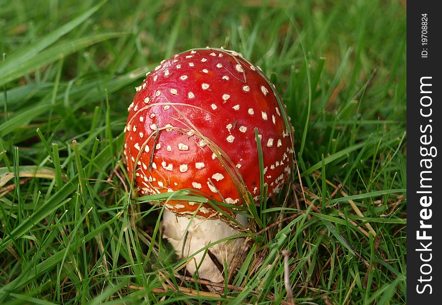 Perfect example of a fly agaric mushroom / toadstool