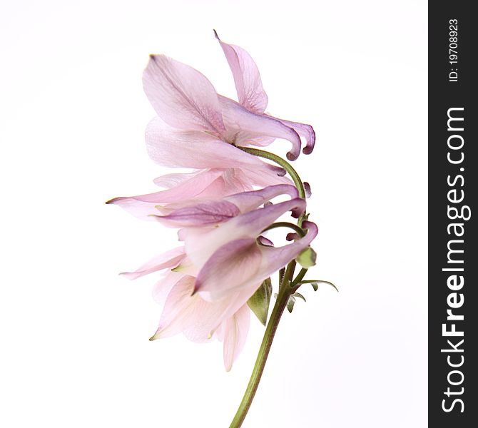 Pink Columbine flower on white background