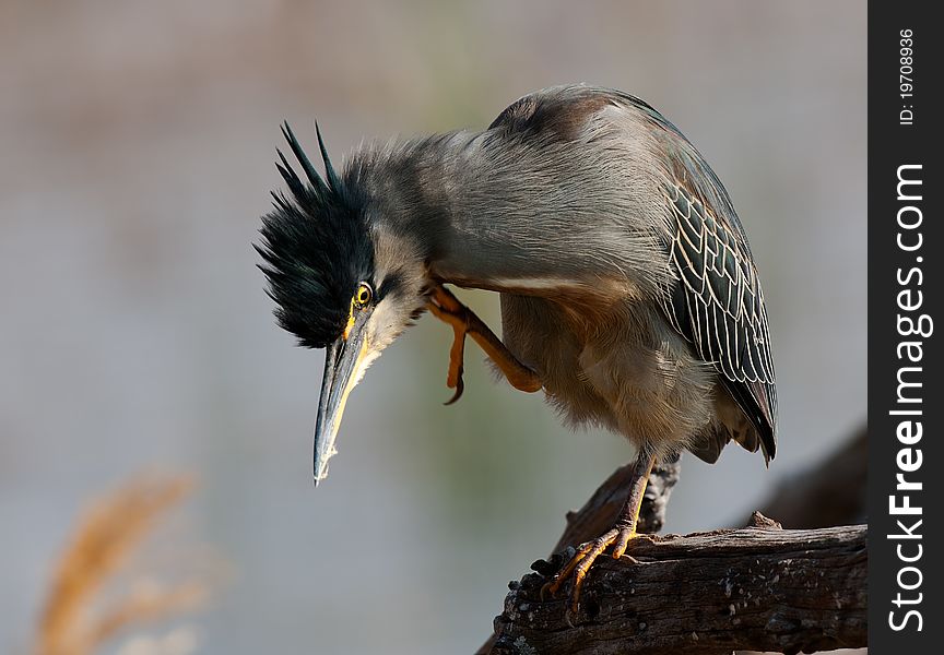 Green Backed Heron having a scratch