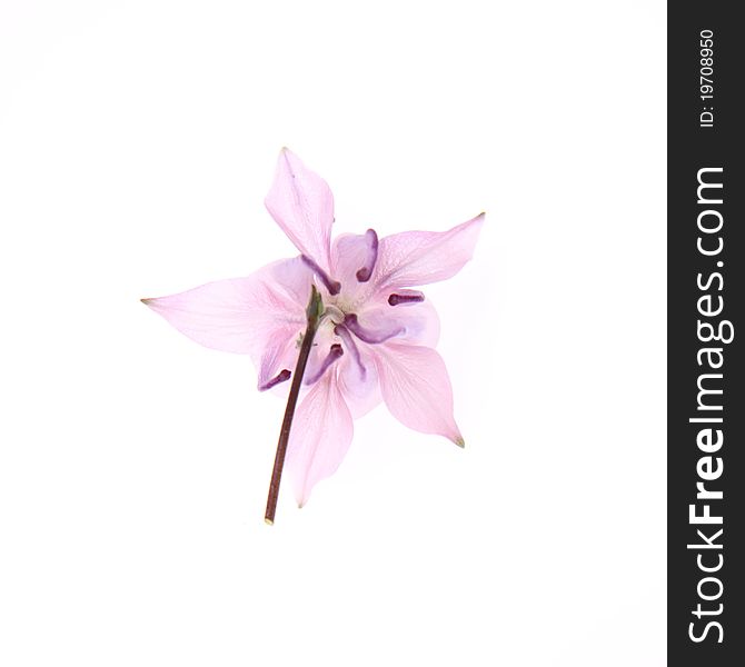 Columbine pink flower on white background. Columbine pink flower on white background