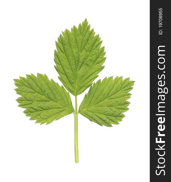Young raspberry leaf is shown in the image. Young raspberry leaf is shown in the image.