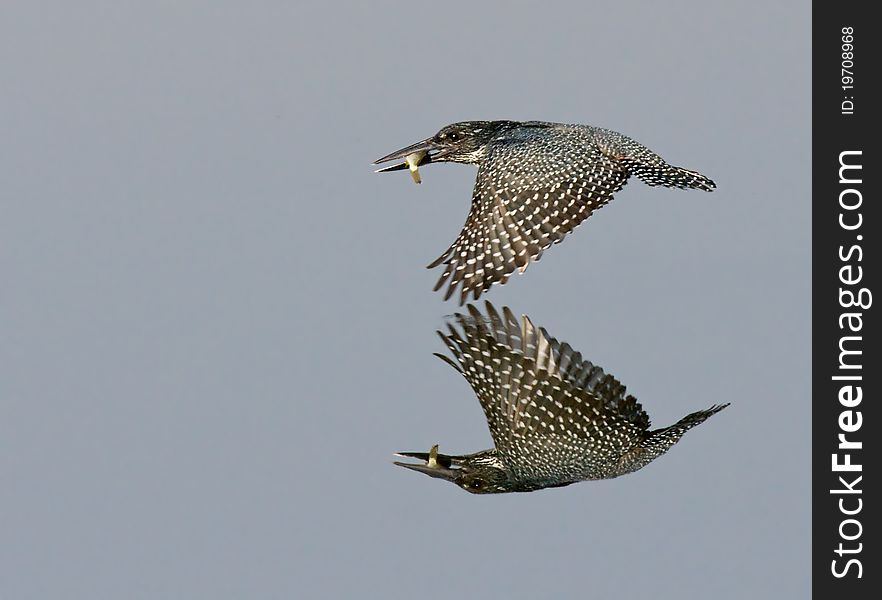 Giant Kingfisher with catch skimming across the water