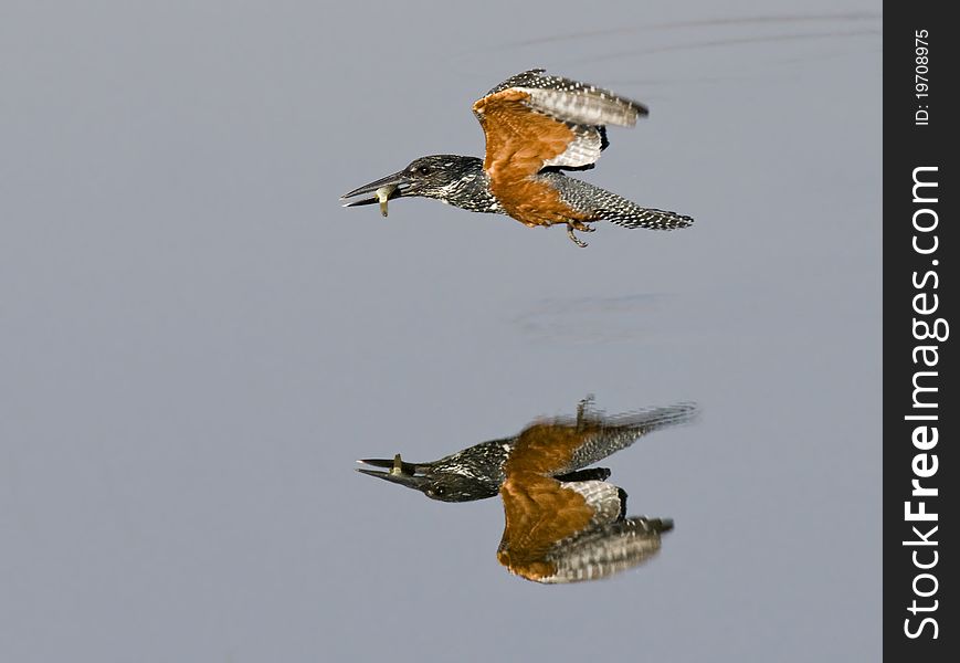 Giant Kingfisher skimming across the water with catch