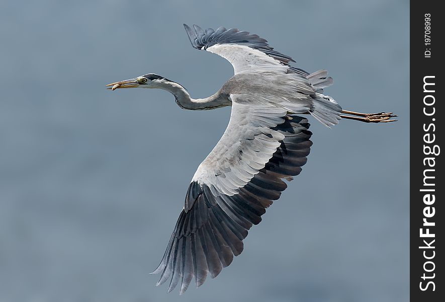 Grey Headed Heron in flight with catch