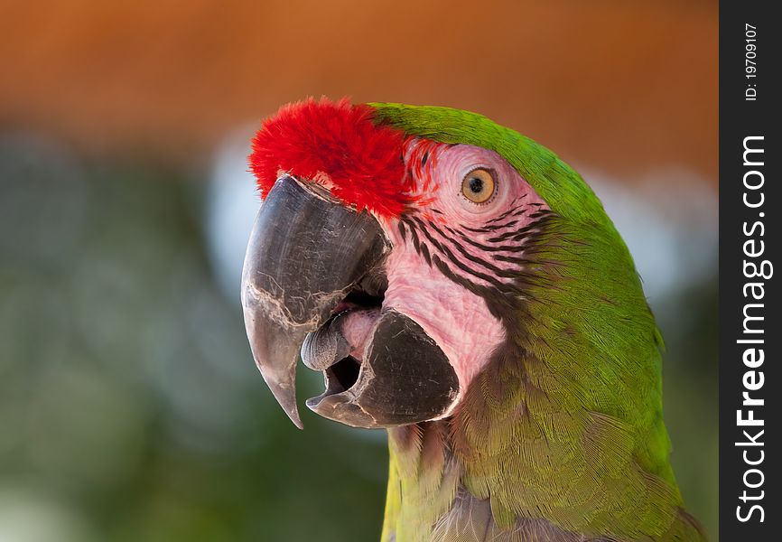 A lovely Macaw closeup image