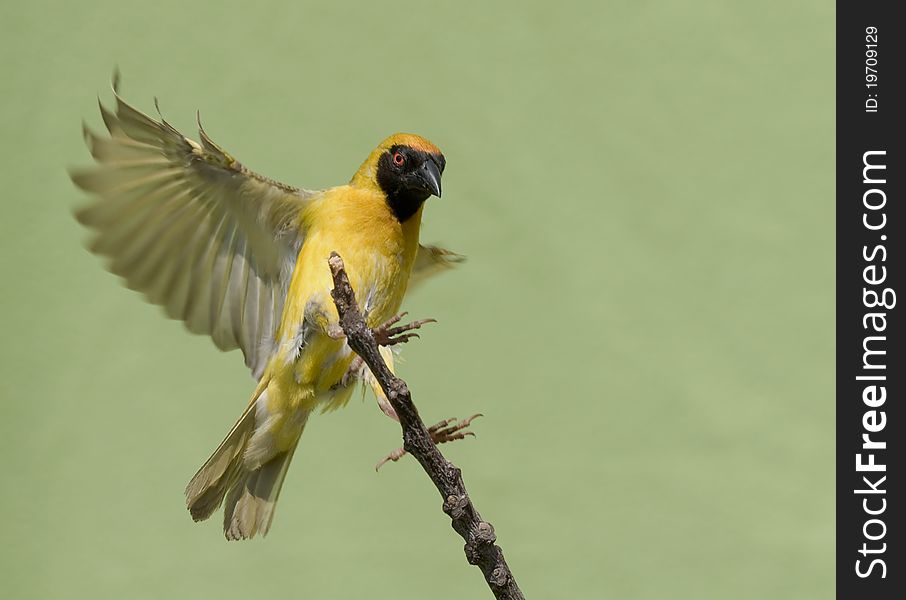 Southern Masked weaver