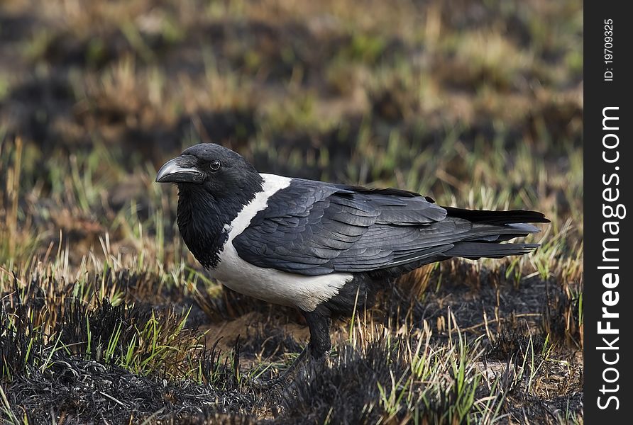 Pied Crow against a burnt veld background
