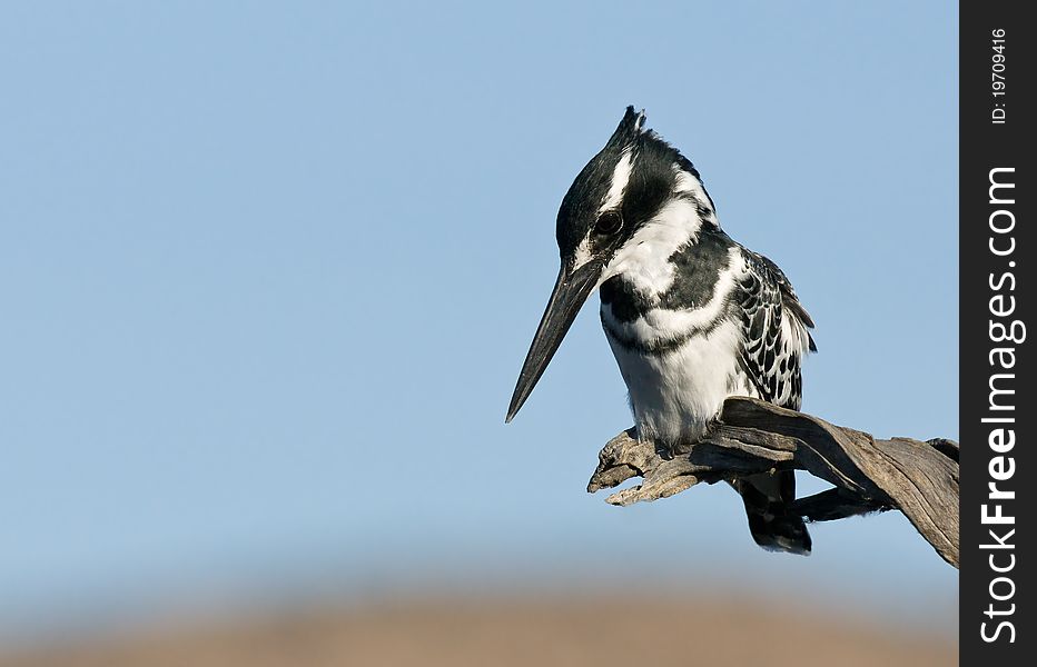 Pied Kingfisher in classic hunting pose
