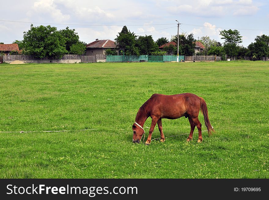 Horse resting on still green field near the village. Horse resting on still green field near the village