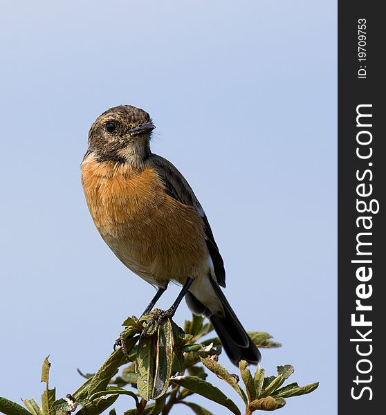 A lovely portrait of a Stone Chat