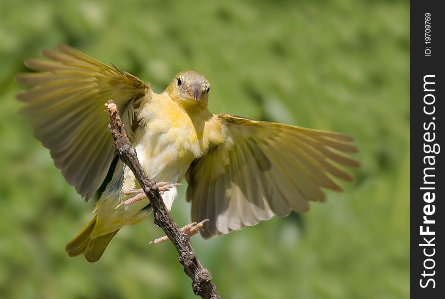 Souther Masked Weaver